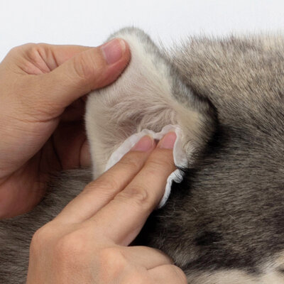 Malazinc Wiping Ear Web